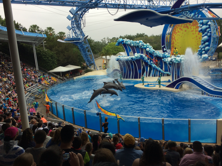 Sea World Dolphin Show | Disney World